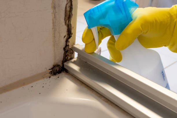 Best Attic Mold Removal  in Lincoln University, PA