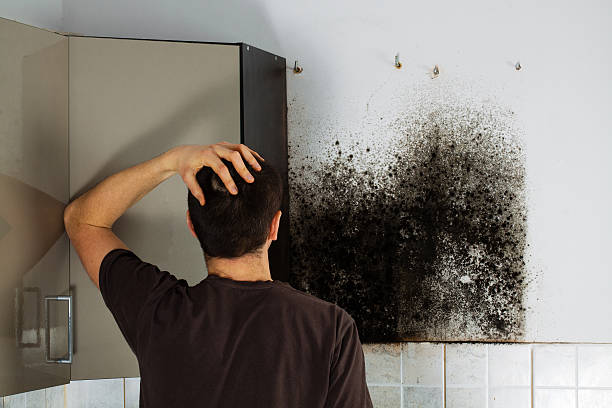 Best Mold Damage Repair  in Lincoln University, PA